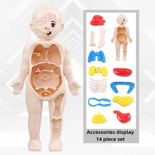 Kid Montessori 3D Puzzle Human Body Anatomy Model Toy - BabyHaven